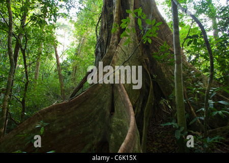 L'intérieur de la forêt tropicale montrant le contrefort racines d'un figuier (Ficus sp.) Parc national de Khao Sok, Thaïlande. Banque D'Images