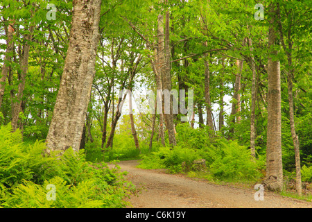 Con Robinson's Point route, Parc international Roosevelt de Campobello, Welshpool, île Campobello, au Nouveau-Brunswick, Canada Banque D'Images