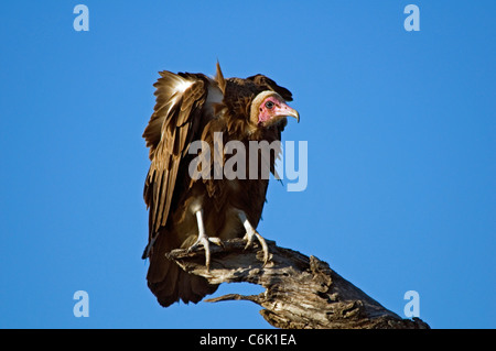 Hooded Vulture perché sur arbre mort. Banque D'Images