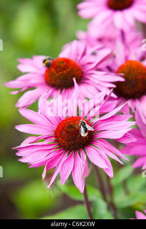 Une abeille butiner dans le jardin du millénaire à Pensthorpe réserve naturelle, Norfolk, UK, a été conçu par Piet Oudolf, Banque D'Images