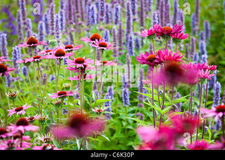 Le Millenium à Pensthorpe Jardin nature reserve, Norfolk, UK, a été conçu par Piet Oudolf, Banque D'Images