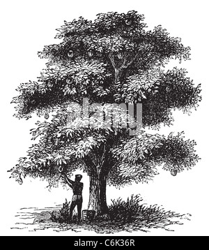 Artocarpe, de l'arbre à pain ou Artocarpus altilis gravure ancienne. Vieille illustration gravée de d'un homme harversting un arbre à pain. Banque D'Images