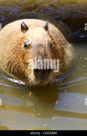 jeune capybara Banque D'Images