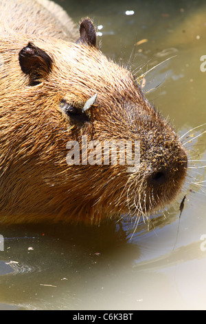 jeune capybara Banque D'Images