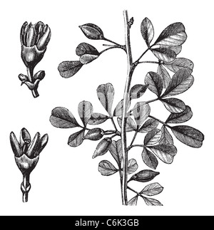 La myrrhe ou ehrenbergianum Balsamodendron, gravure d'époque. Gravée ancienne illustration d'une myrrhe plante présentant des fleurs (à gauche). Banque D'Images