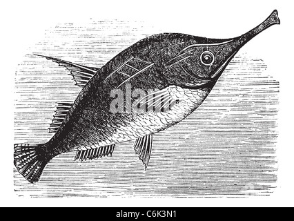 Sébastolobe Snipefish ou Macroramphosus scolopax, gravure d'époque. Vieille illustration gravée du sébastolobe Snipefish. Banque D'Images