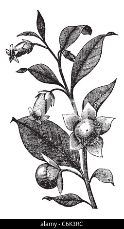 Belladone Atropa belladonna, vintage ou la gravure. Vieille illustration gravée de Belladona plante présentant des fleurs. Banque D'Images