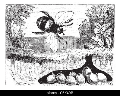 Bombus terrestris également connu sous le nom de buff-tailed bumblebee, Bumblebee, nid, vintage engraved illustration de Bombus terrestris, nid Banque D'Images