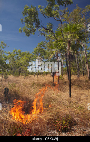 Feu d'herbe, le Kakadu National Park, Territoire du Nord, Australie Banque D'Images