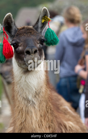 Les lamas (Lama glama) à la ville perdue des Incas, Machu Picchu, Cusco, Pérou Région Banque D'Images