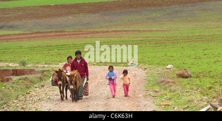 Balades en famille dans un champ avec des mulets, Vallée Sacrée, région de Cuzco, Pérou Banque D'Images