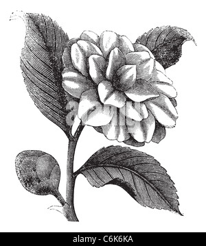 Camellia japonica ou Rose de l'hiver ou Theaceae vintage la gravure. Vieille illustration gravée d'une belle fleur de camélia Banque D'Images