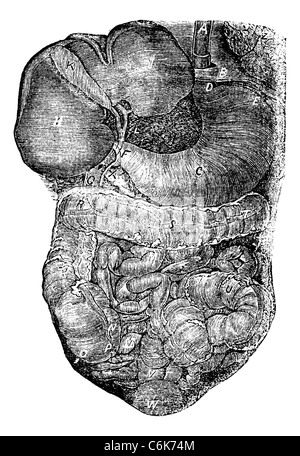 La partie abdominale du tube digestif ou nutririon vintage la gravure. Vieille illustration gravée de système digestif humain. Banque D'Images