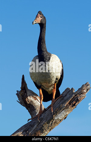 (Anseranas semipalmata Magpie Goose), l'eau jaune Billabong, Kakadu National Park, Territoire du Nord, Australie Banque D'Images