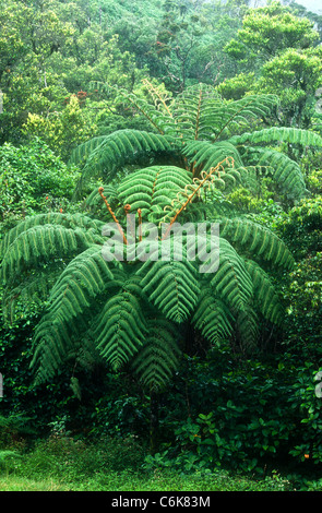 Fougère arborescente, Cyathea crinita, Horton Plains, Sri Lanka Banque D'Images