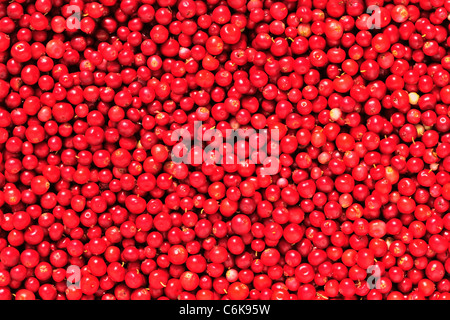 D'airelles ou airelle rouge (Vaccinium vitis-idaea ). Des fruits rouges une airelle rouge dans les verts Banque D'Images