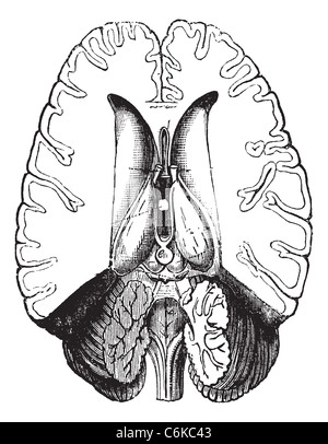 Cerveau humain coupé horizontalement pour afficher les pièces internes vintage la gravure. Vieille illustration gravée de cerveau humain coupé horizontalement Banque D'Images