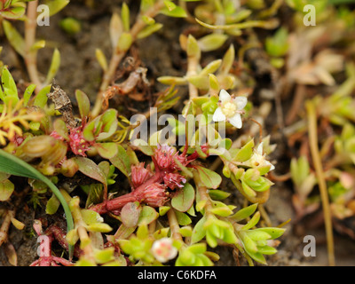 Nouvelle Zélande, Pigmyweed Crassula helmsii Banque D'Images