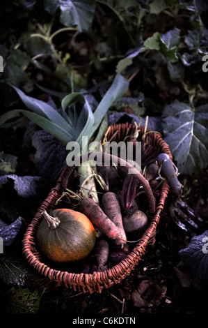 Les légumes d'hiver dans un panier en osier la fin de l'automne dans un potager UK Banque D'Images