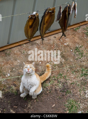 Chat gourmand sent quelque chose de louche ce chat gourmand tente désespérément de faire ses griffes sur quelques poissons séchés. La graisse feline Banque D'Images