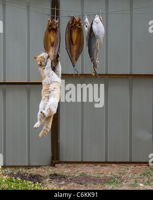 Chat gourmand sent quelque chose de louche ce chat gourmand tente désespérément de faire ses griffes sur quelques poissons séchés. La graisse feline Banque D'Images