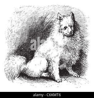 Husky ou Canis lupus familiaris, gravure d'époque. Vieille illustration gravée de Husky. Banque D'Images