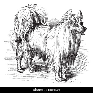 Spitz ou Canis lupus familiaris, gravure d'époque. Ancien gravé illustration d'un Spitz. Banque D'Images