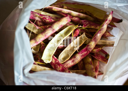 Les haricots borlotti italien Banque D'Images