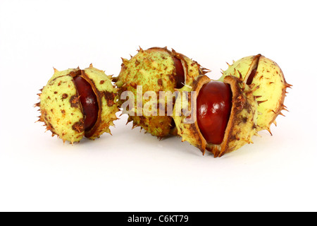 Wild horse chestnut en coquilles, cadeaux de l'automne, isolé Banque D'Images