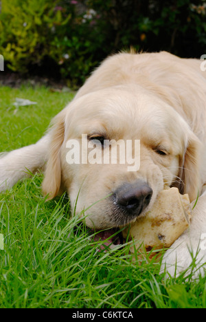 Close up of Golden Retriever dog à mâcher sur un os dans le jardin. Banque D'Images