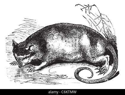 L'Opossum ou eau ou Yapok Chironectes minimus, gravure d'époque. Ancien gravé illustration d'un opossum de l'eau. Banque D'Images