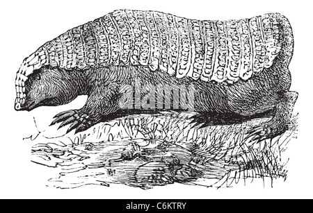 Pink Fairy Armadillo ou Pichiciego ou Chlamyphorus truncatus, gravure d'époque. Banque D'Images