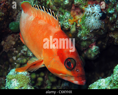 Blacktip (epinephelus fasciatus) Banque D'Images