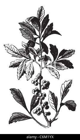 La cire sud ou sud Myrtle Cirier ou suif ou Candleberry ou Myrica cerifera, gravure d'époque. Banque D'Images