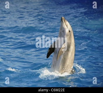 Portrait du dauphin qui a été mis hors de l'eau. Banque D'Images