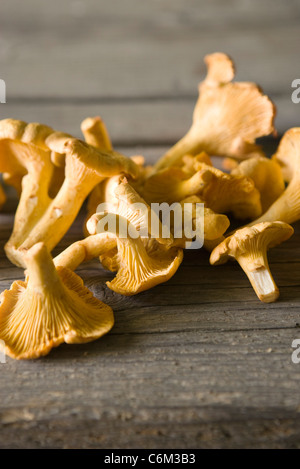 Chanterelles Banque D'Images