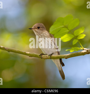 Muscicapa striata - spotted flycatcher visiteurs d'été au Royaume-Uni Banque D'Images