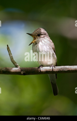 Muscicapa striata - spotted flycatcher visiteurs d'été au Royaume-Uni Banque D'Images