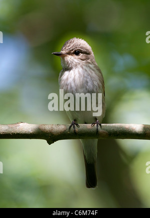 Muscicapa striata - spotted flycatcher visiteurs d'été au Royaume-Uni Banque D'Images