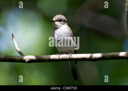 Muscicapa striata - spotted flycatcher visiteurs d'été au Royaume-Uni Banque D'Images