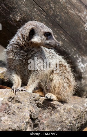 Meerkat ou suricate Suricata suricatta, debout sur ses pattes arrière, regarde autour d'alerte sur la masse. ManorHouse 116539 Banque D'Images