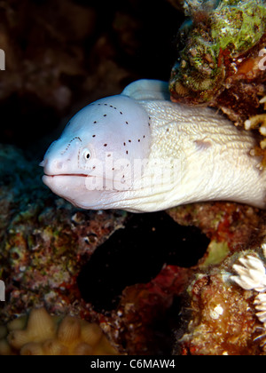 Murène gymnothorax griseus (gris) Banque D'Images