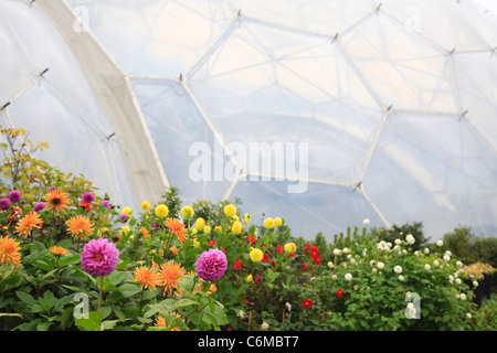 Libre de biomes avec fleurs en premier plan Banque D'Images