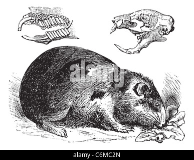 Ou cobaye Cavia ou Cavia porcellus, gravure d'époque. Vieille illustration gravée d'un cochon d'montrant les os et les dents de la mâchoire Banque D'Images