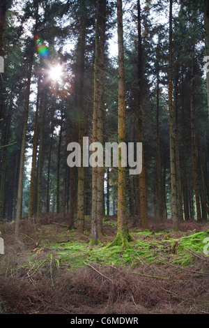 La lumière du soleil filtre à travers les arbres dans une forêt dense. Effet lens flare intentionnelle. Banque D'Images