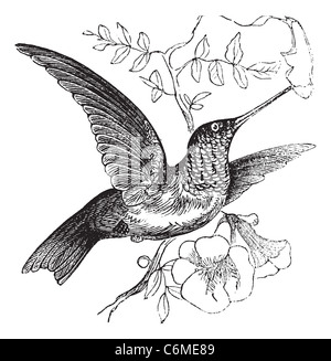 Colibri à gorge rubis (Archilochus colubris, vintage ou la gravure. Ancien gravé illustration d'un colibri à gorge rubis. Banque D'Images