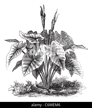 L'oreille de l'éléphant ou le Cœur de Jésus ou d'ailes d'Ange ou Caladium sp., gravure d'époque. Vieille illustration gravée d'un éléphant Banque D'Images