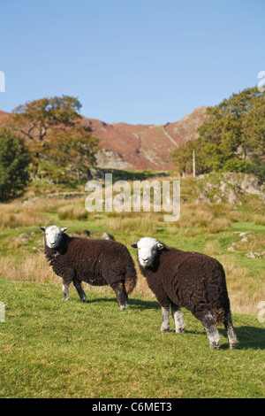 Deux moutons Herdwick paître sur une colline à Langdale, Lake District, Cumbria, Royaume-Uni Banque D'Images