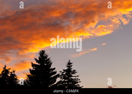 Coucher Soleil nuages Alto plus de sapins, Park City Utah USA Banque D'Images