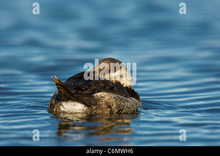 L'érismature rousse (Oxyura jamaicensis), femme, avec des plumes dans le bec Banque D'Images